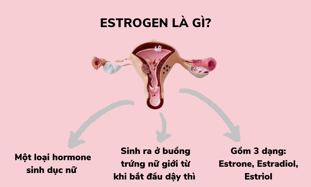 estrogen là gì